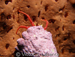 baby hermit crab on a sponge in two for you dive site at ... by Victor J. Lasanta 